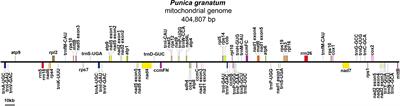 Assembly and analysis of the first complete mitochondrial genome of Punica granatum and the gene transfer from chloroplast genome